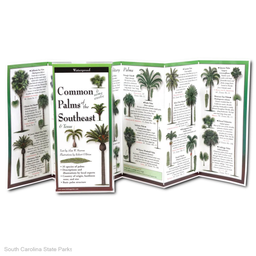 FIELD GUIDE-COMMON PALMS OF THE SE